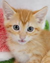 adoptable Cat in  named Shohei