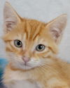 adoptable Cat in  named Steph