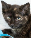 adoptable Cat in kennesaw, GA named Mermaid