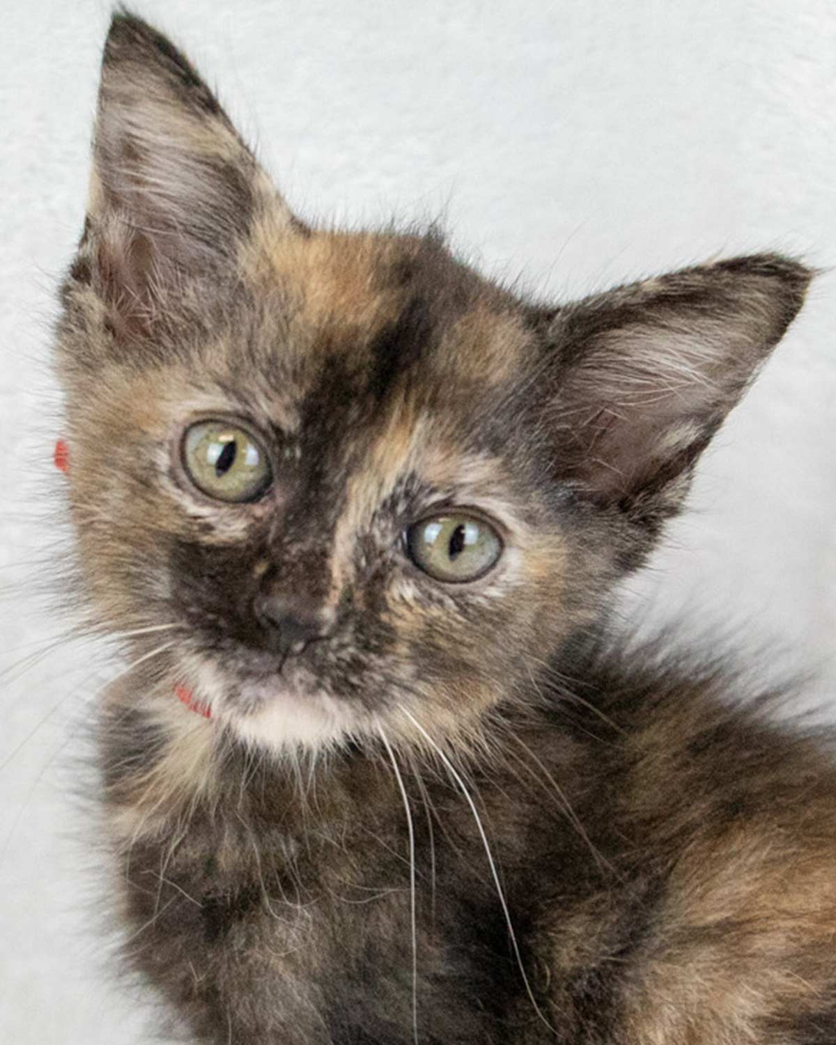 adoptable Cat in Kennesaw, GA named Fern