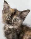 adoptable Cat in Kennesaw, GA named Fern