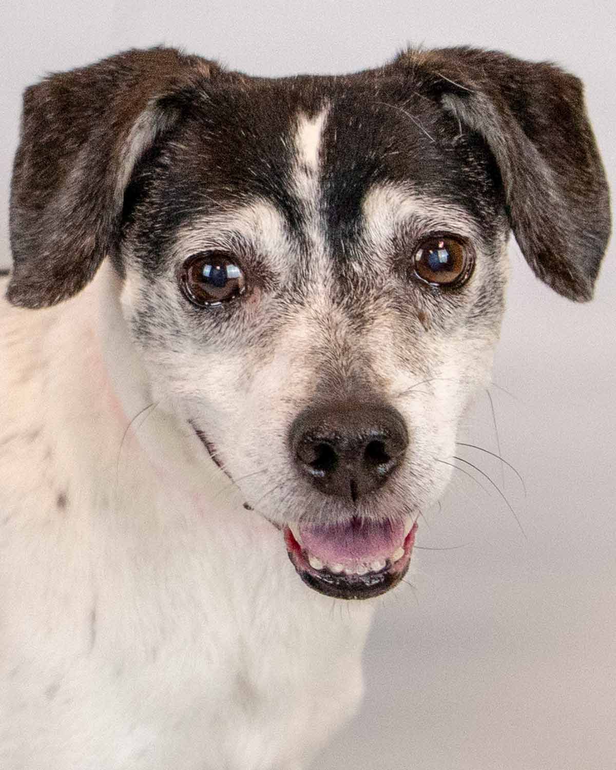 adoptable Dog in Kennesaw, GA named Ruthann
