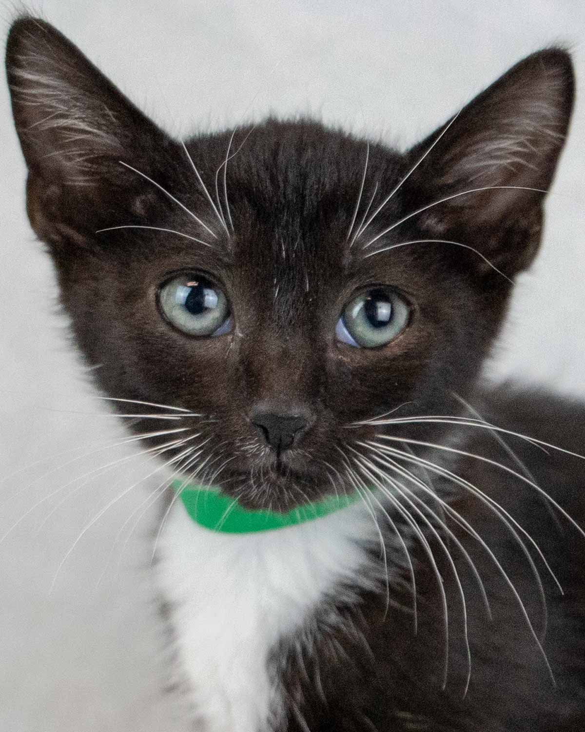 adoptable Cat in Kennesaw, GA named Elroy