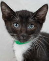 adoptable Cat in Kennesaw, GA named Elroy