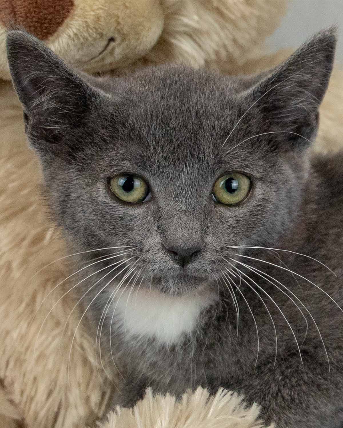 adoptable Cat in Kennesaw, GA named Jane