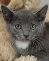adoptable Cat in kennesaw, GA named Jane