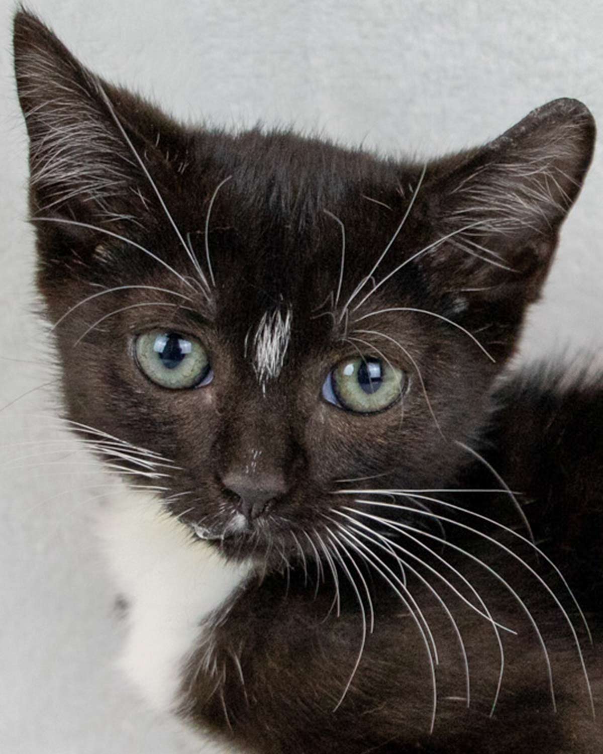 adoptable Cat in Kennesaw, GA named Rosie