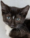 adoptable Cat in kennesaw, GA named Rosie