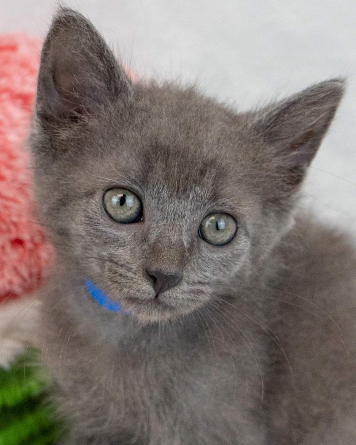 adoptable Cat in Kennesaw, GA named Buddy