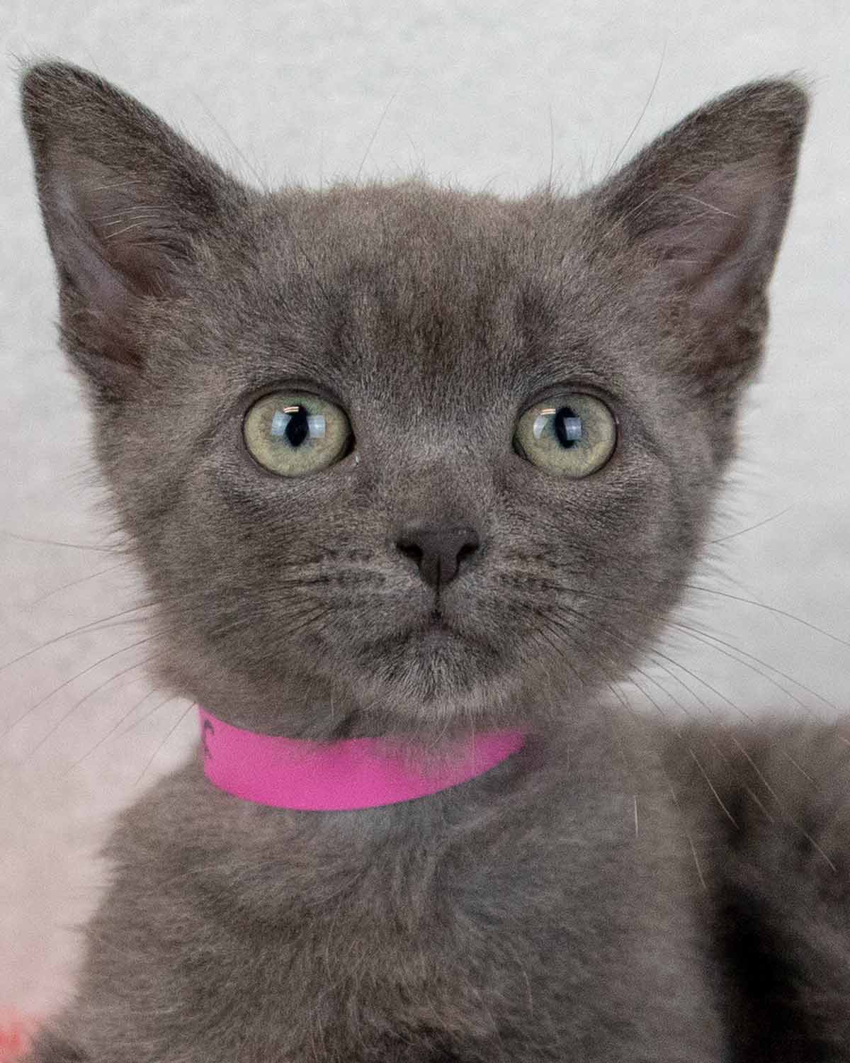adoptable Cat in Kennesaw, GA named Chantel