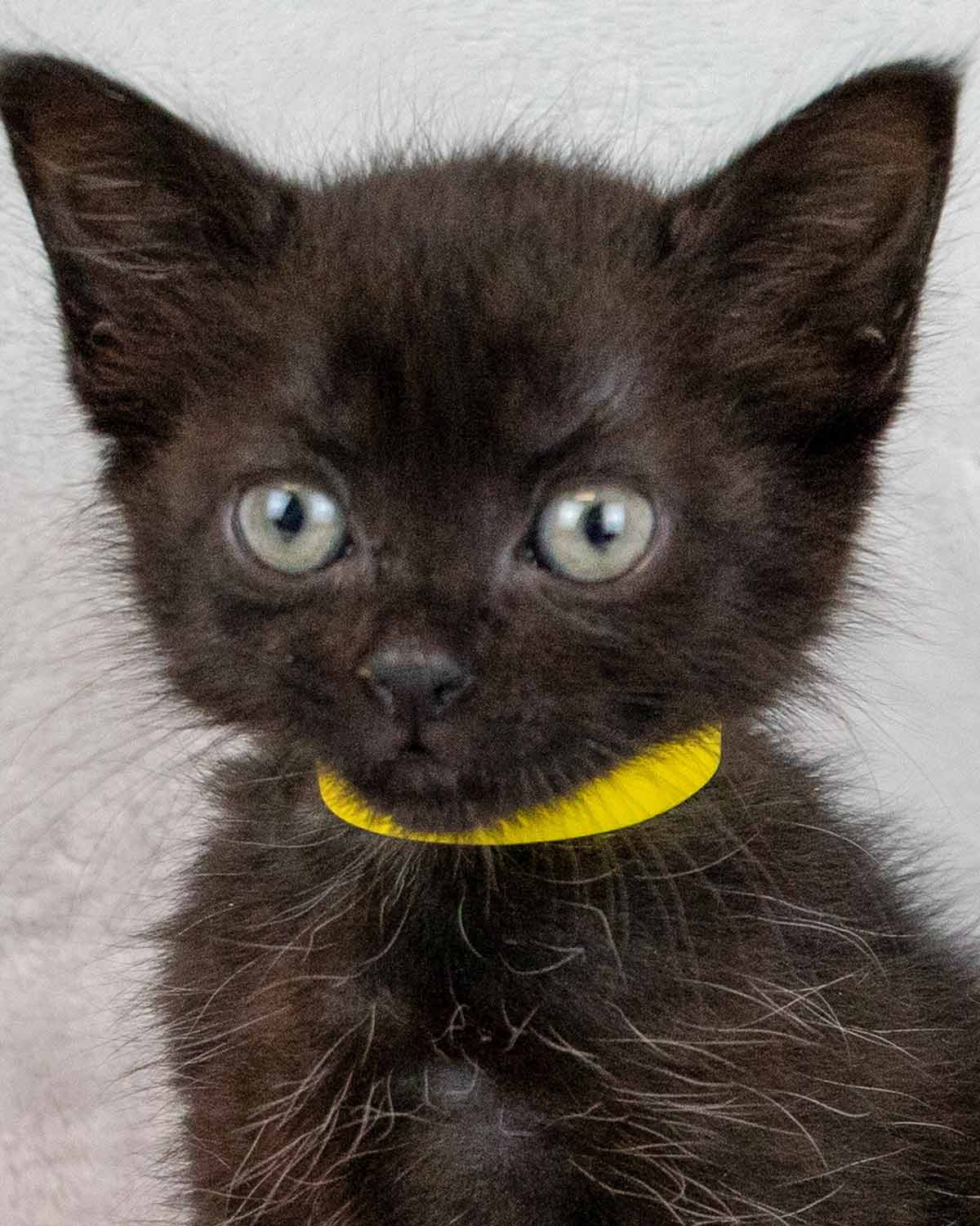 adoptable Cat in Kennesaw, GA named Everly