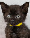 adoptable Cat in Kennesaw, GA named Everly