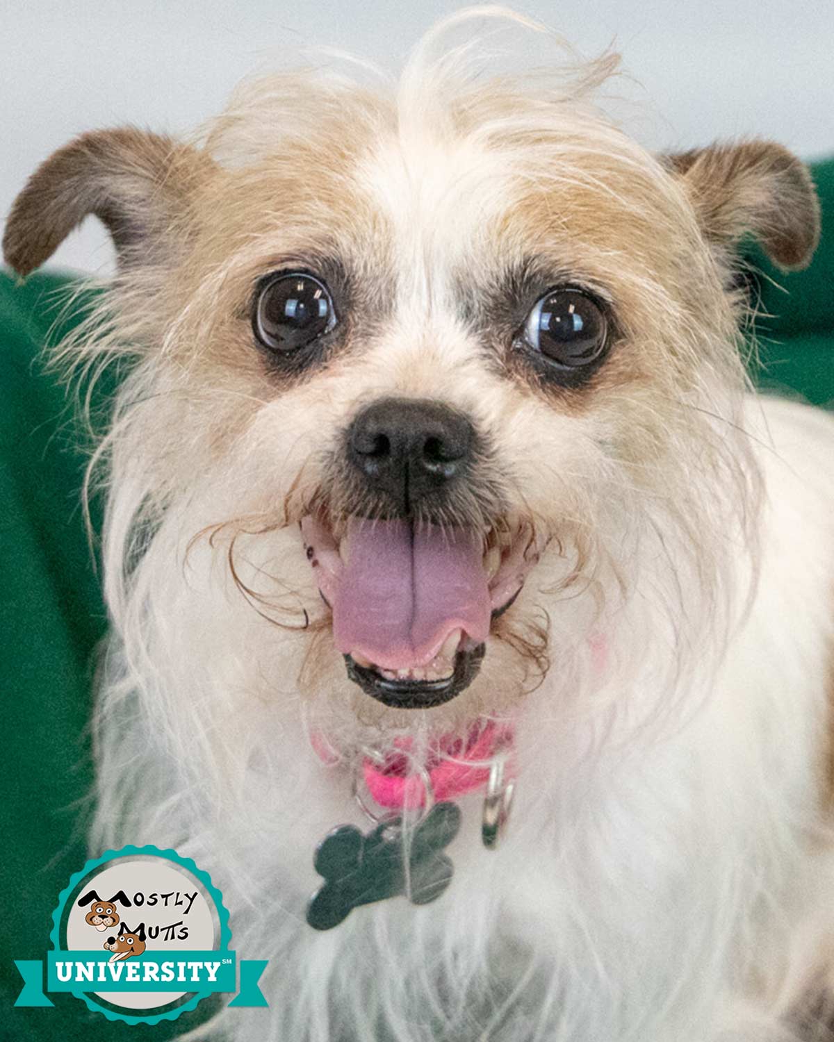 adoptable Dog in Kennesaw, GA named Helena