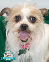 adoptable Dog in  named Helena