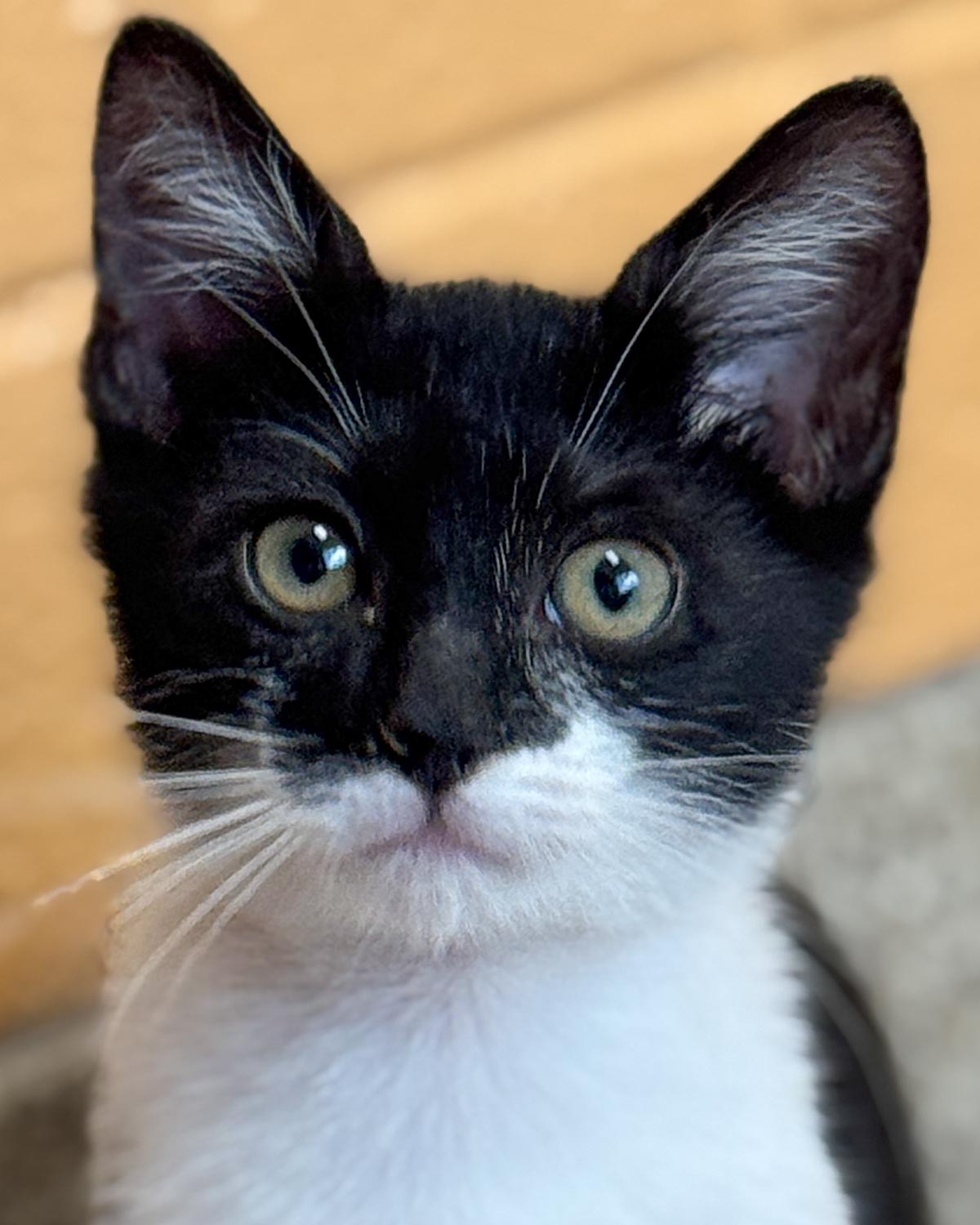 adoptable Cat in Kennesaw, GA named Babs