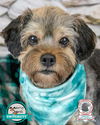 adoptable Dog in kennesaw, GA named Suri