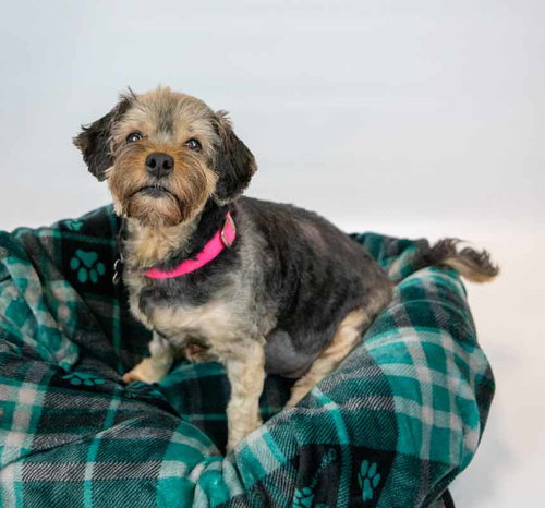 SURI - Yorkshire Terrier Yorkie / Silky Terrier available for adoption