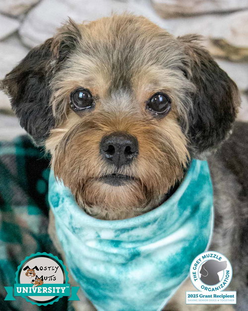 SURI - Yorkshire Terrier Yorkie / Silky Terrier available for adoption