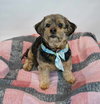 Suri - Photo 3