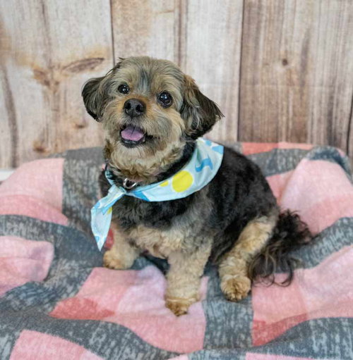 SURI - Yorkshire Terrier Yorkie / Silky Terrier available for adoption