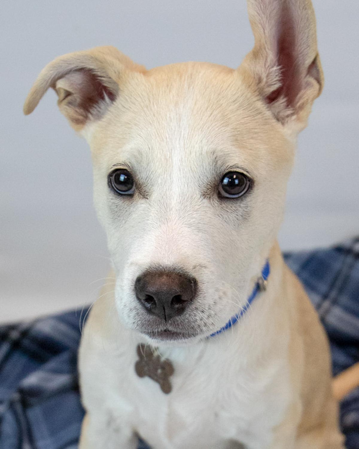 adoptable Dog in Kennesaw, GA named Forrest