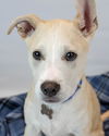 adoptable Dog in  named Forrest