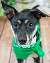 adoptable Dog in kennesaw, GA named Lexington
