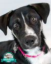 adoptable Dog in  named Bonnie