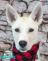 adoptable Dog in  named Clyde