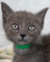 adoptable Cat in , GA named Fats