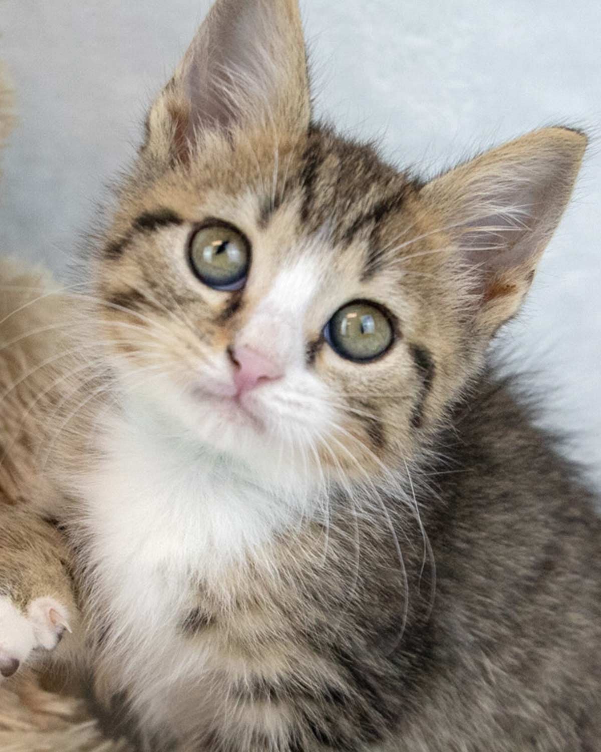 adoptable Cat in Kennesaw, GA named Cosmo