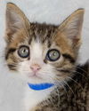 adoptable Cat in , GA named Orion