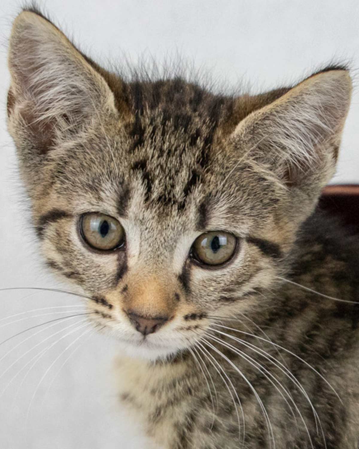 adoptable Cat in Kennesaw, GA named Froyo