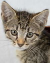 adoptable Cat in , GA named Froyo