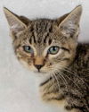 adoptable Cat in , GA named Gelato
