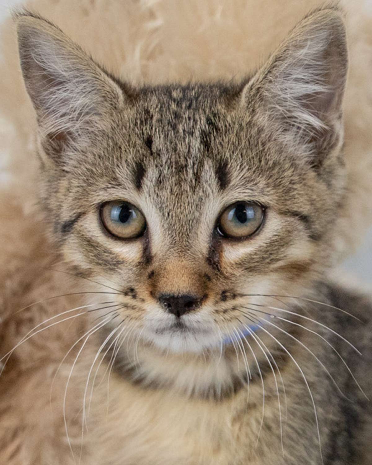 adoptable Cat in Kennesaw, GA named Sherbert