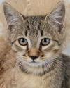 adoptable Cat in , GA named Sherbert