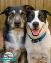 adoptable Dog in , GA named Austin & Dylan