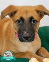 adoptable Dog in , GA named Maria