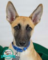 adoptable Dog in , GA named Tony