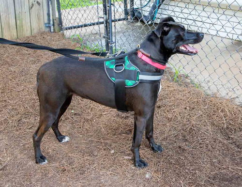 CONSTANCE - Labrador Retriever / Hound available for adoption