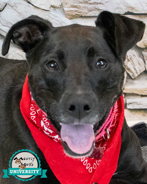CONSTANCE - Labrador Retriever / Hound available for adoption