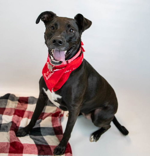 CONSTANCE - Labrador Retriever / Hound available for adoption