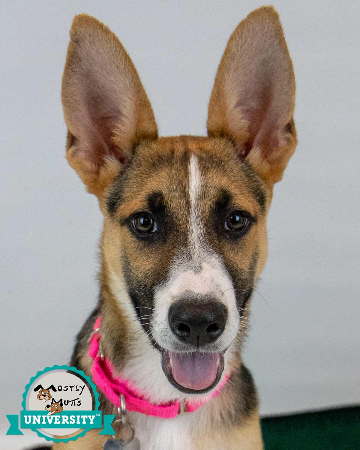 adoptable Dog in Kennesaw, GA named Britt