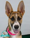 adoptable Dog in  named Britt