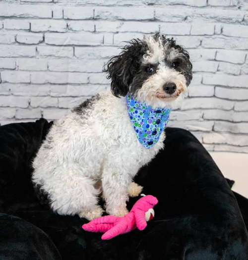MELANIE - Poodle (Miniature) / Bichon Frise available for adoption