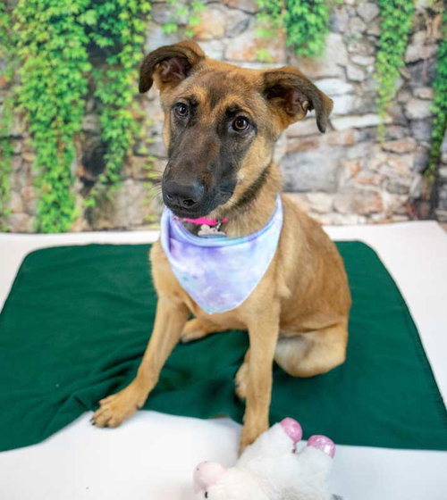 Bartow County Animal Shelter Adoptable Dogs: Find Your Furry Friend