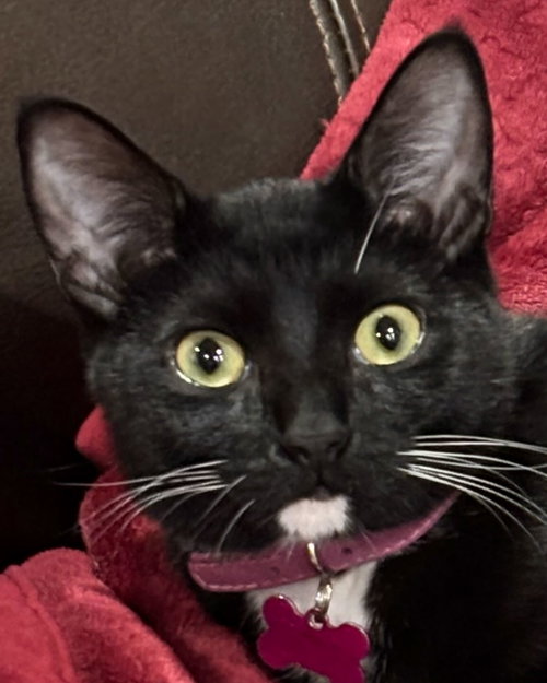 JUDY - Domestic Short Hair / Tuxedo available for adoption