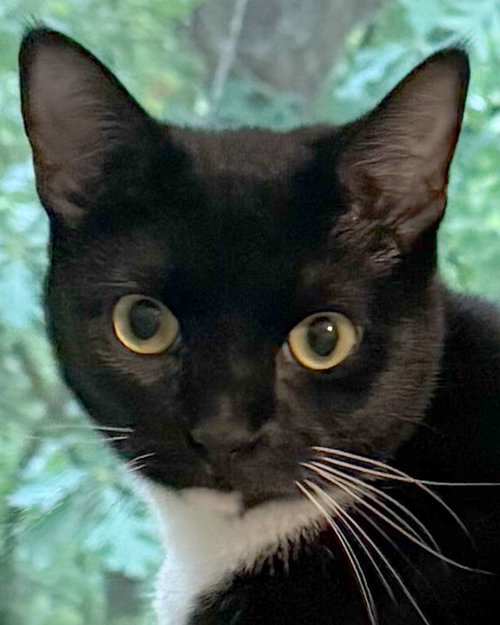 JUDY - Domestic Short Hair / Tuxedo for adoption in Roswell
