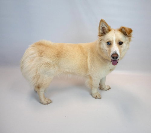 SHELLIE - Husky / Basset Hound available for adoption